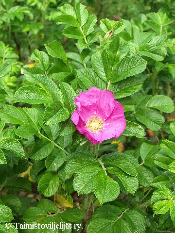 Rosa rugosa 